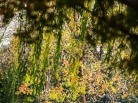 东西湖冬日最美公园，是它吗？