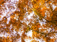 东西湖冬日最美公园，是它吗？