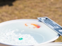 全国顶尖“鱼”，游进东西湖了