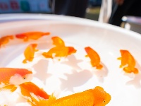 全国顶尖“鱼”，游进东西湖了