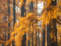 东西湖冬日最美公园，是它吗？