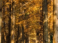 东西湖冬日最美公园，是它吗？