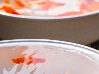 全国顶尖“鱼”，游进东西湖了