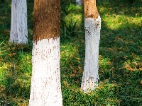 东西湖冬日最美公园，是它吗？