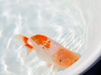 全国顶尖“鱼”，游进东西湖了