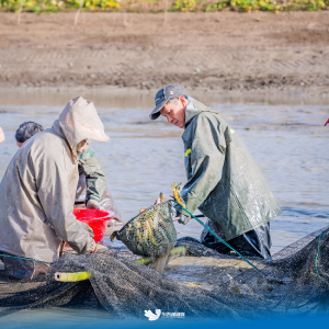 起篓子！准备开腌！