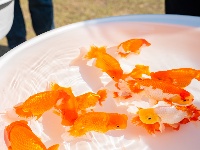 全国顶尖“鱼”，游进东西湖了