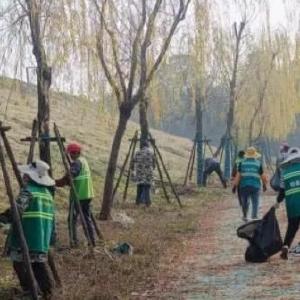 防寒防虫双管齐下，助力绿化安全越冬 | 湖北新兴园艺发展有限公司开展树木涂白活动