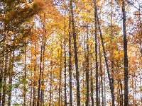 东西湖冬日最美公园，是它吗？