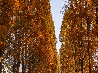 冬季最浓烈的一笔，就藏在这里