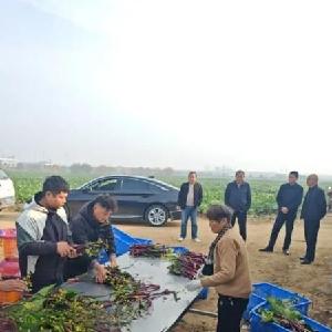 双线作战促增收保生产 农业公司扎实推进产销攻坚与农田水利建设