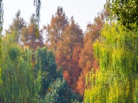 东西湖冬日最美公园，是它吗？