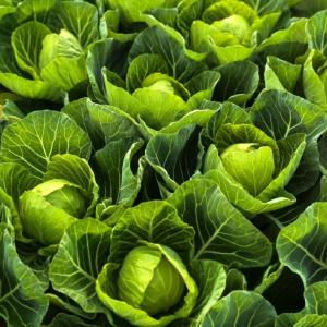 四季不断档！柏泉“椒菜轮作”模式产值破千万