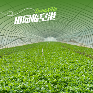 寒潮至，东西湖“菜篮子”拎得稳