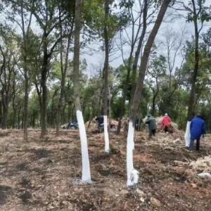 冬管正当时，暖根护丰收 | 湖北新兴园艺发展有限公司多措并举筑牢黄精越冬防线