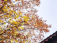 爬了这座山，爱上了5个亭子！