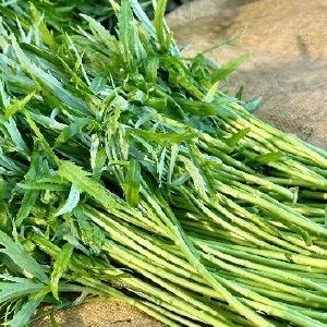 走马岭“致富菜”直供春节餐桌