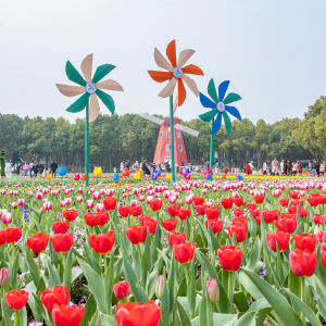 3月7日开园！东西湖郁金香公园花展保姆级攻略！