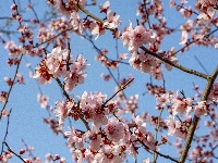 美人梅盛放，邂逅最美粉色春天