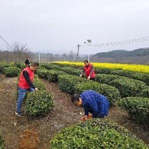 径河街驻黄陂区桥头寺村工作队：助农采茶暖民心 防火护航守平安