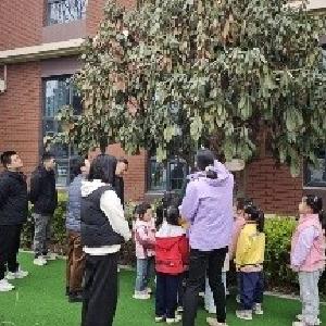 奥园社区排查枯萎枇杷树 科普护绿小知识