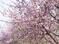 美人梅盛放，邂逅最美粉色春天