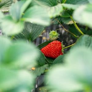 东西湖这里，藏着一处“田园会客厅”