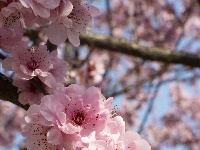 美人梅盛放，邂逅最美粉色春天