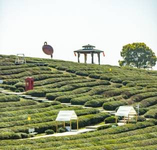 跑完汉马，弯一脚，来采茶！