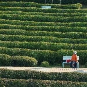 重构乡村“松弛感” 柏泉茶园春节吸引超3万人次