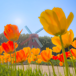 东西湖郁金香，开了！