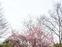 美人梅盛放，邂逅最美粉色春天