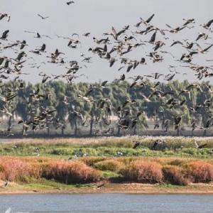 央视聚焦东西湖府河湿地：绘就“人鸟共生”新图景