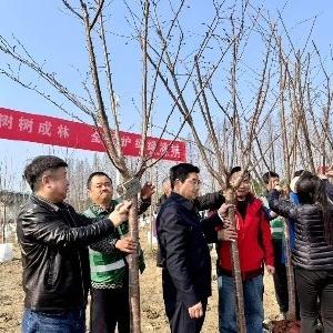 走马岭街：政企携手添新绿，“策马同心”向未来