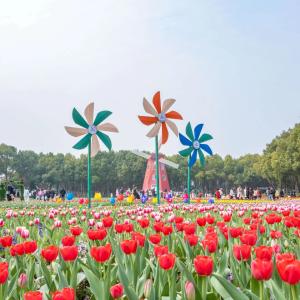 3元直达！ 东西湖赏花专线开通