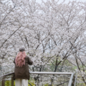 武汉樱花“打擂台”，欢迎大家来投票