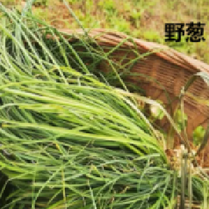 形似葱，毒如药！户外见到要绕道