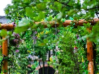 满屏新绿溢出！东西湖这场雨，每一帧都是壁纸级别的治愈