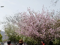 春满常青：花下的银发笑颜