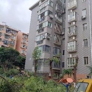 城管进社区化解“树烦恼”