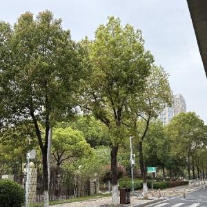 东西湖架空管线整治，让城市天际线清朗起来