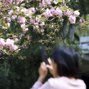 清明假日，湖北省旅游产品搜索热度环比增长超180%，武汉稳居春游“C位”
