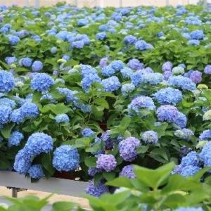 40个品种、5万盆花，这家企业把绣球做成了“顶流”