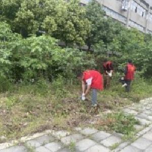 铲除“加拿大一枝黄花”，杨柳社区守护家园绿意