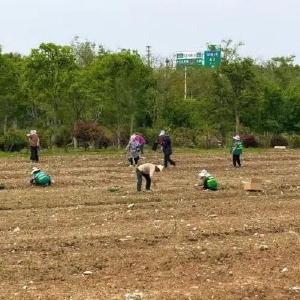 春种西瓜忙，田绽希望光