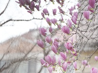 春满常青：花下的银发笑颜