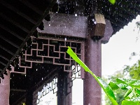 满屏新绿溢出！东西湖这场雨，每一帧都是壁纸级别的治愈