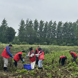 一把钥匙托付信任——东新社区党委开展助农抢收及销售志愿服务