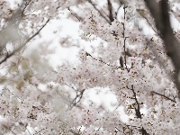 春满常青：花下的银发笑颜