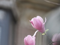 春满常青：花下的银发笑颜